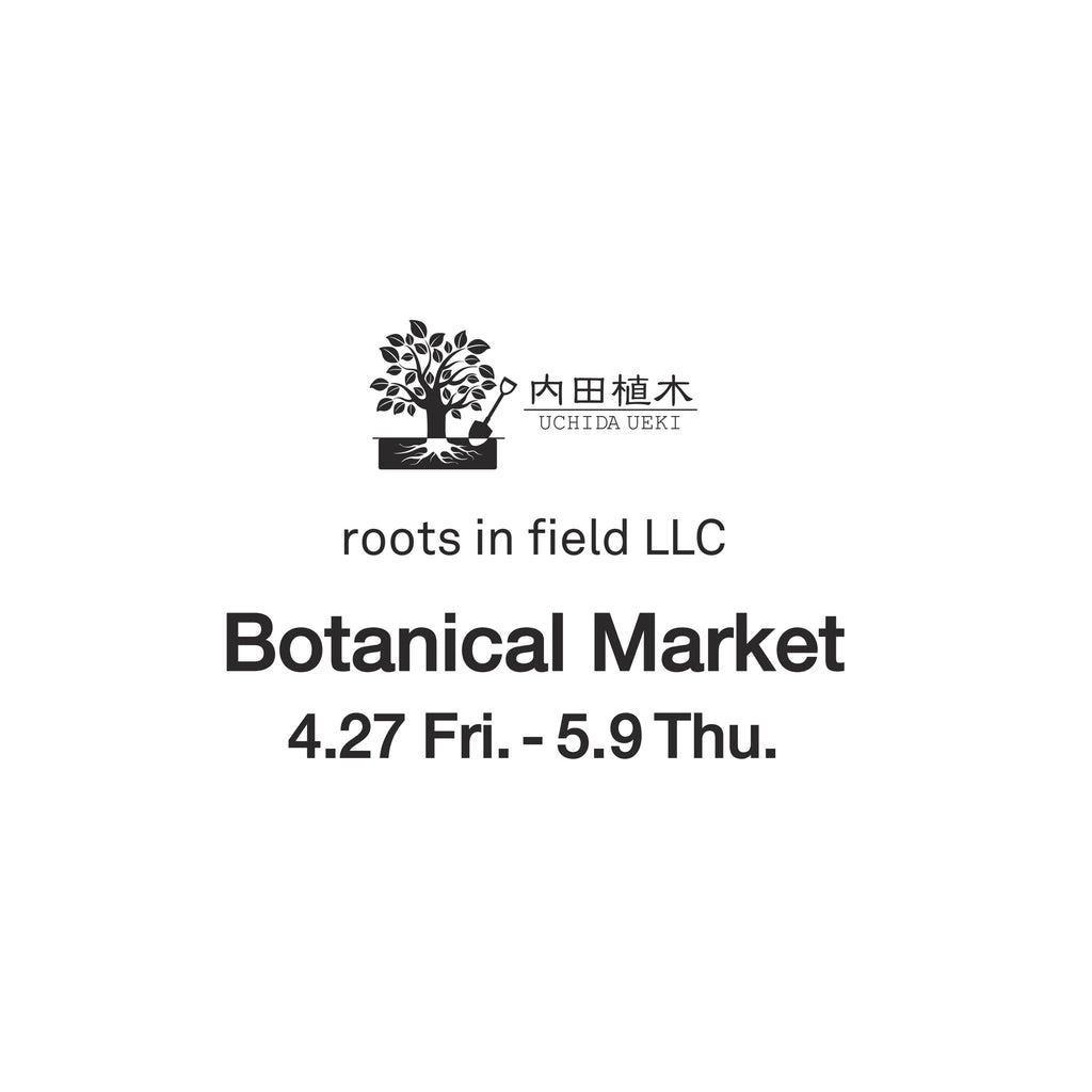 uchida ueki ×roots in field LLC Botanical  Market